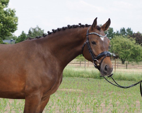 Pferd Cafe's Kalida (Oldenburger Springpferd, 2022, von Cafe au lait 2)
