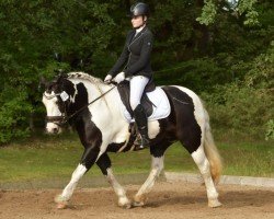 horse Luna‘s Conquest (Tinker / Irish Cob / Gypsy Vanner, 2011)