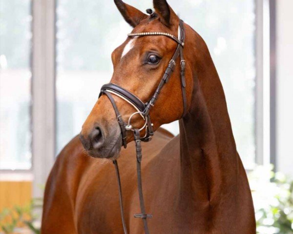 jumper Quinett (Hanoverian, 2019, from Qualito)