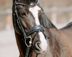 broodmare Vangeline (German Riding Pony, 2010, from Brantops Validos Touch)