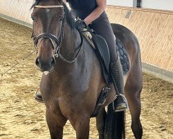Zuchtstute Gracie (Westfale, 2021, von Grandorado TN)