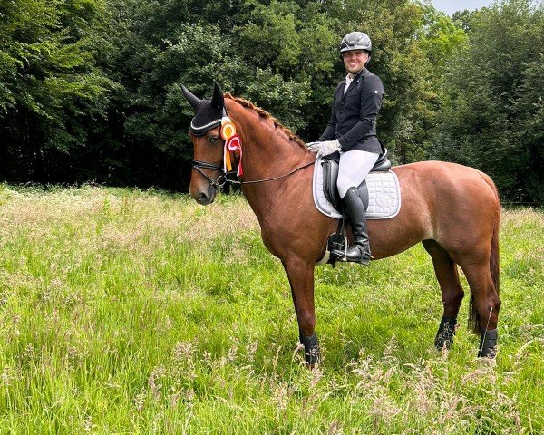 dressage horse With My Pia (Alt-Oldenburger / Ostfriesen, 2007, from Wilhelm Tell)