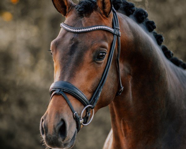 Pferd Fils de Coeur (Trakehner, 2021, von Cadeau) Pferd Fils de Coeur (Trakehner, 2021, von Cadeau)