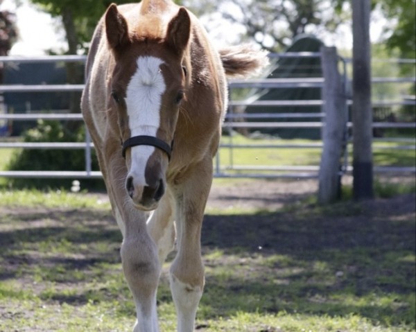 horse Enni (Hanoverian, 2024, from Esmeraldo FM)