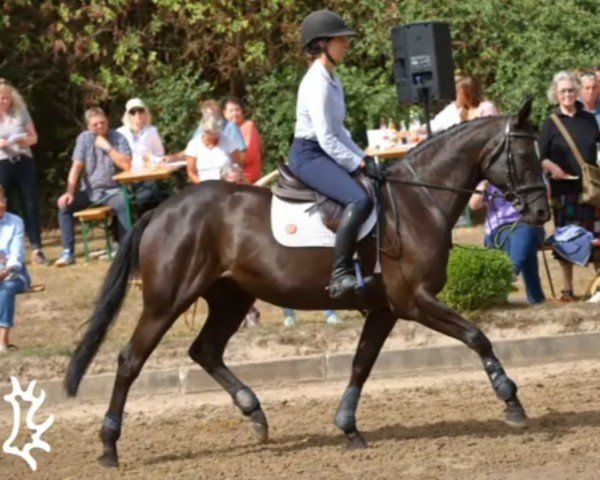 horse Miss Ashley (Trakehner, 2010, from Hibiskus)