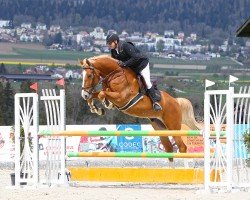 Springpferd Valentano CH (Schweizer Warmblut, 2018, von Vigo d'Arsouilles)