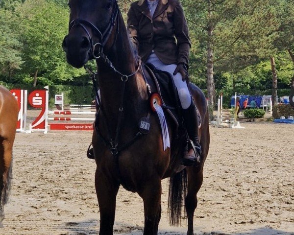 Springpferd Teddy Cool 3 (Trakehner, 2018) Springpferd Teddy Cool 3 (Trakehner, 2018)