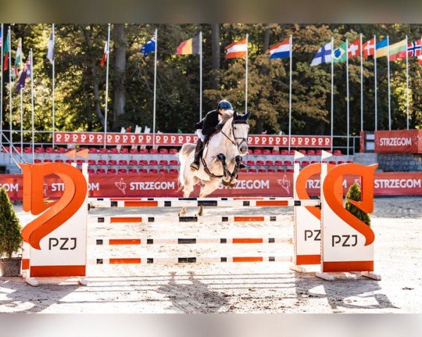 Geländepferd Shannondale Gambit (Irish Sport Horse, 2013, von Shannondale Sarco St Ghyvan)