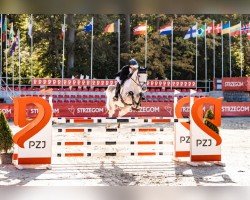 eventing horse Shannondale Gambit (Irish Sport Horse, 2013, from Shannondale Sarco St Ghyvan)