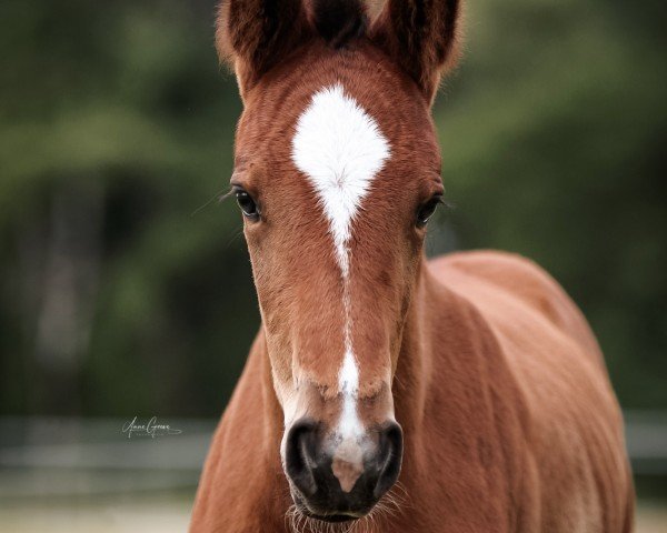 Pferd El CiCi FR (Holsteiner, 2024, von Estobar NRW)