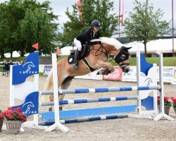 jumper Amadeo 14 (Haflinger, 2009, from Avantgarde)