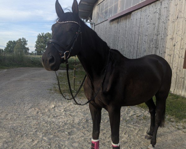horse Mousse au Chocolat (Trakehner, 2017, from Sanssouci)