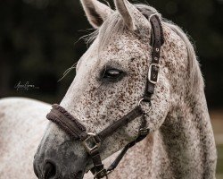 broodmare Edelweiss 32 (Holsteiner, 2012, from Catoo)