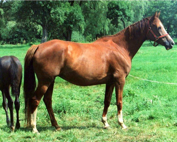 broodmare Hymne X (Trakehner, 1986, from Vers I Mo 3345)