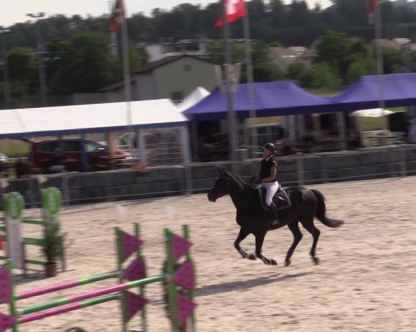 Reitturnier Fehraltorf 2024