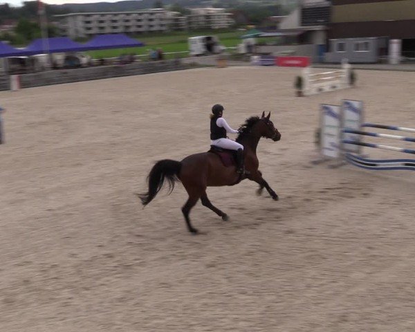 Reitturnier Fehraltorf 2024