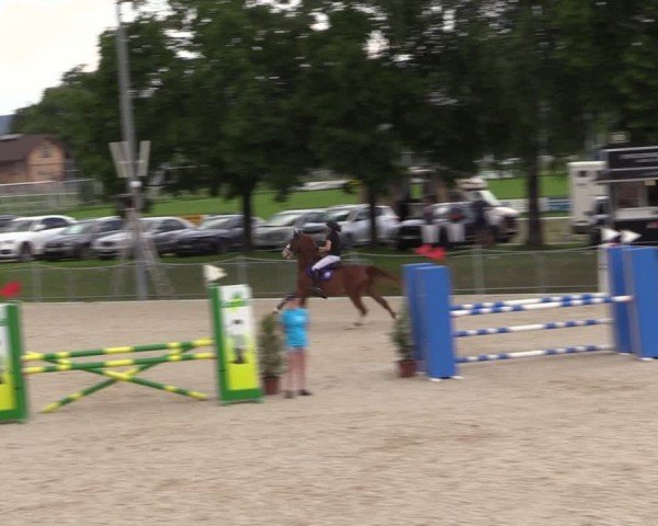 Reitturnier Fehraltorf 2024