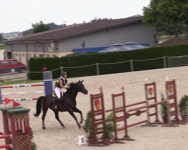 Reitturnier Fehraltorf 2024