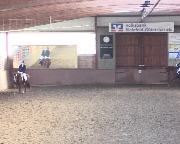 Reitturnier Herzebrock-Rheda 2021