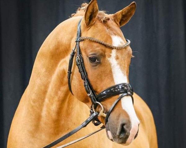 stallion Donington (German Riding Pony, 2021, from Kastanienhof Donnertrommler)