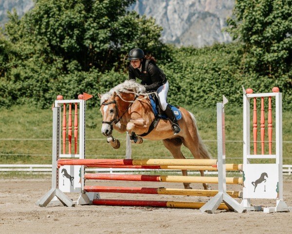 jumper Amicelli 17 (Haflinger, 2020)
