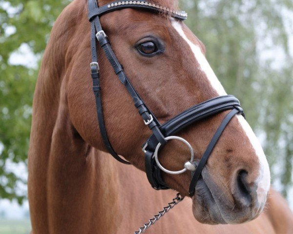 jumper Ensueno 7 (Oldenburg, 2015, from Elton John Dvb)