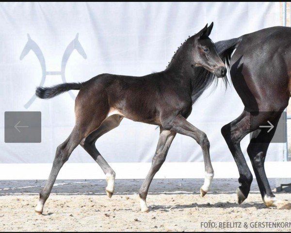 Pferd Total L'Amour (Hannoveraner, 2023, von Total McLaren)