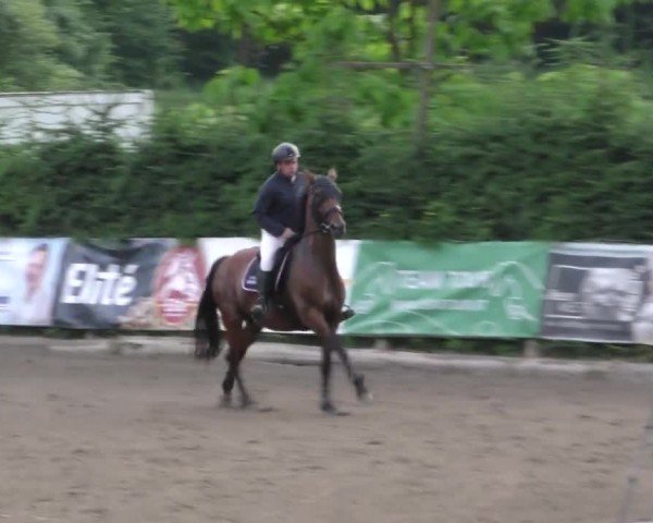 Reitturnier Tillmitsch 2023