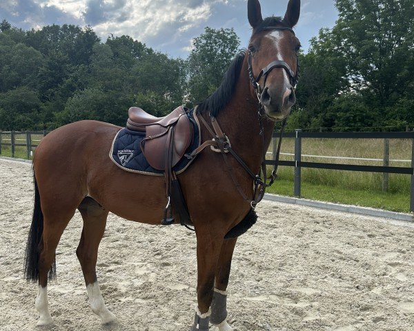 Pferd Grando-S (Mecklenburger, 2020, von Grandorado TN)
