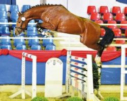 stallion Los Angeles de La Cense (Westphalian, 2014, from Los Angeles)