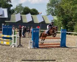 jumper Silas 250 (Pony without race description, 2017)