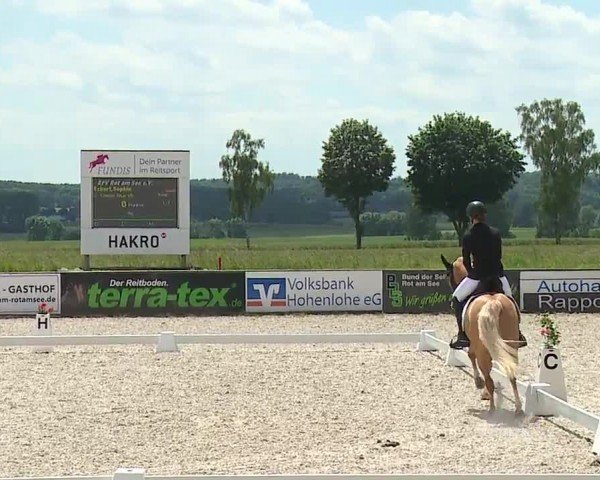 Reitturnier Rot am See- Musdorf 2024