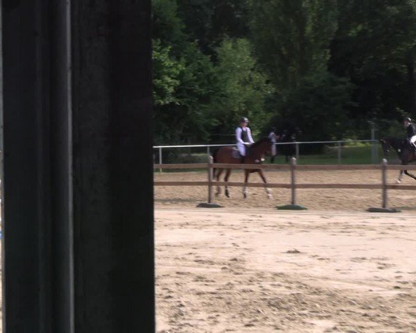 Reitturnier Oelde 2024