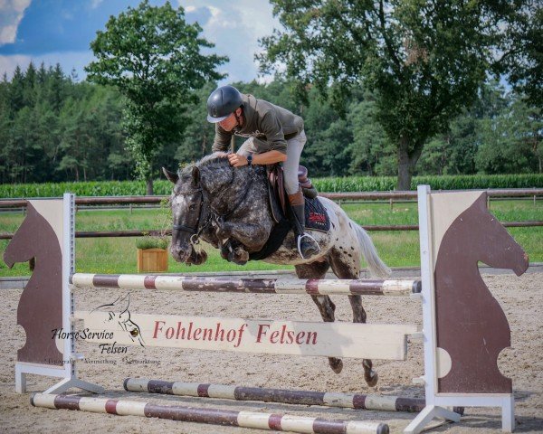 jumper Paintball 4 (Appaloosa, 2019, from Poldy)