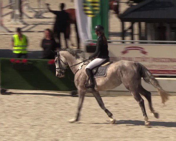 Reitturnier Dorfchemnitz 2024