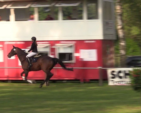 Reitturnier Hille 2024