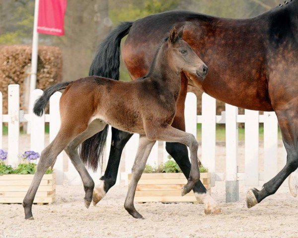 Pferd Ma Belle B (Westfale, 2022, von Majestic Taonga)