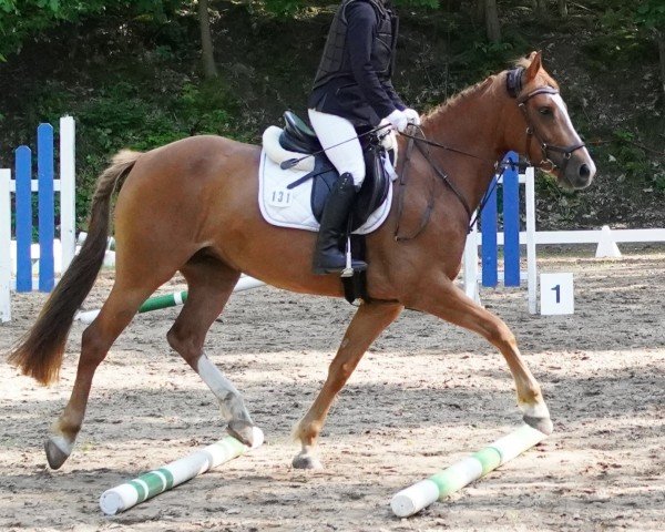 dressage horse Reddy Go (German Riding Pony, 2018, from Bünteeichen Ricardo) dressage horse Reddy Go (German Riding Pony, 2018, from Bünteeichen Ricardo)