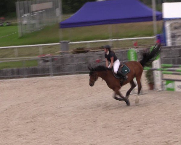 Reitturnier Fehraltorf 2024