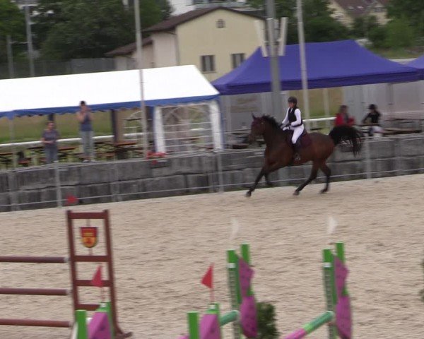 Reitturnier Fehraltorf 2024