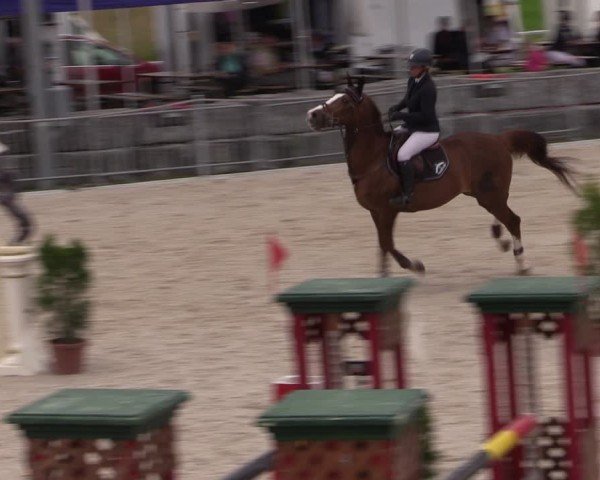 Reitturnier Fehraltorf 2024