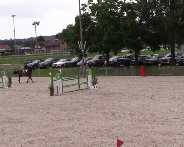 Reitturnier Fehraltorf 2024
