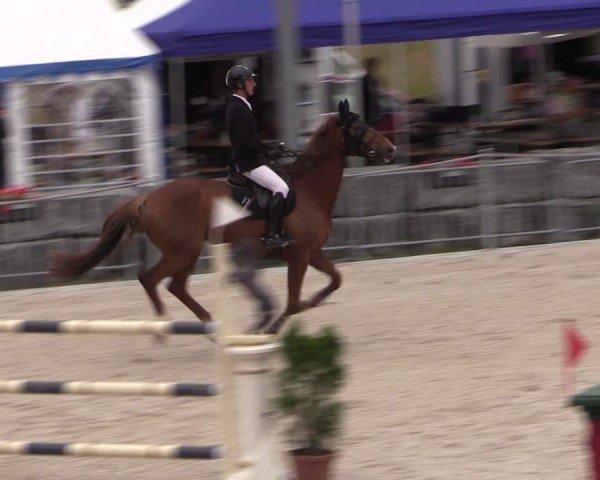 Reitturnier Fehraltorf 2024