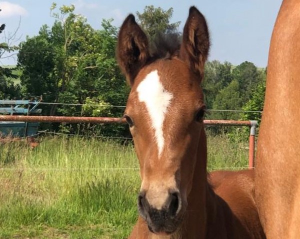 horse Belle du Matin MM (German Sport Horse, 2024, from Dourkhan Hero Z)
