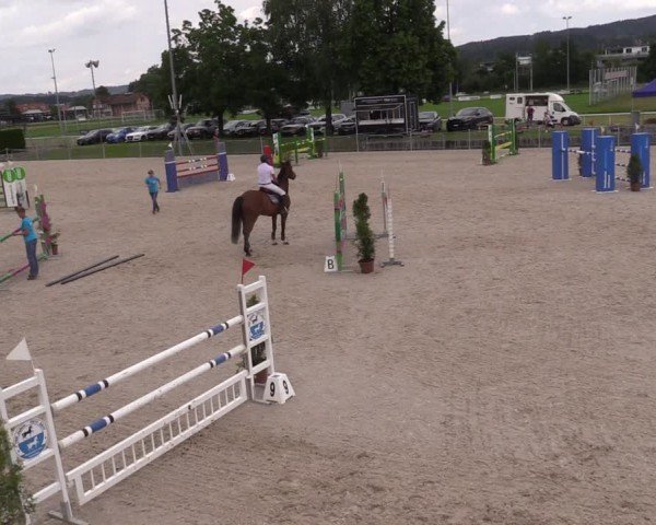 Reitturnier Fehraltorf 2024