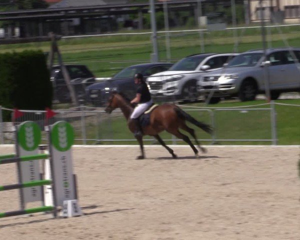 Reitturnier Fehraltorf 2024