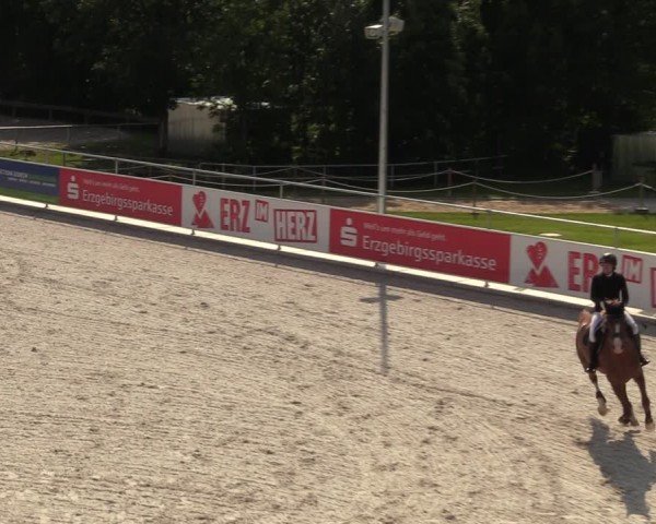 Reitturnier Dorfchemnitz 2024