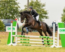 jumper Carlson (German Sport Horse, 2008, from Claudio's Son)