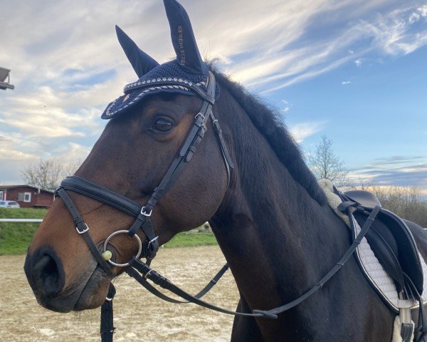 horse Kadanz (KWPN (Royal Dutch Sporthorse), 2015)