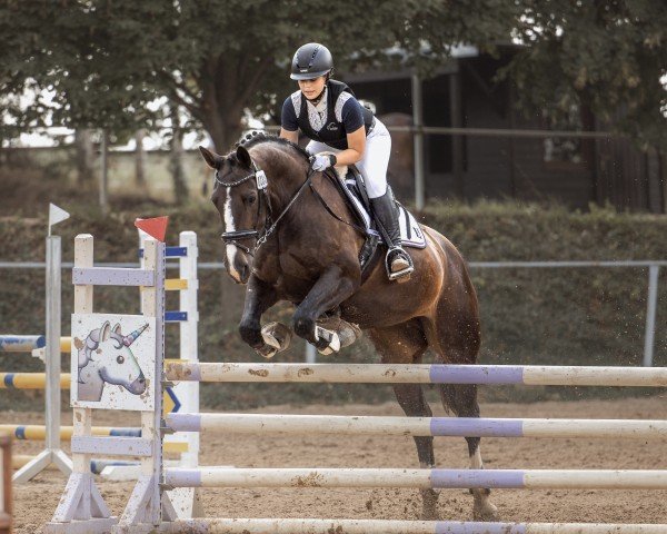 dressage horse Vee de coeur (Sachs-door. Heavy Warmbl., 2011, from Underberg)